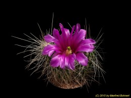 Echinocereus viereckii v. huastecensis L1534 833